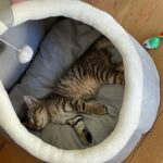 Fluffy adopté en mai 2024