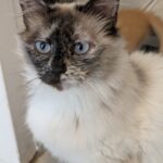 Freya adoptée en septembre 2024