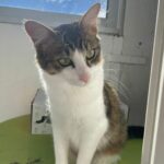 Joy adoptée en février 2025