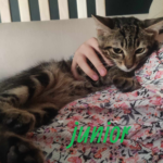 Junior adopté en octobre 2023