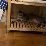 Luna adoptée en septembre 2023