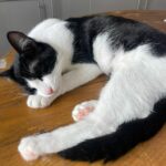 Maki adoptée en février 2025