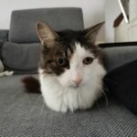 Mistinguette adoptée en novembre 2023