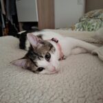 Mowgli adoptée en septembre 2024