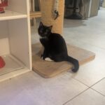 Muse adoptée en janvier 2025