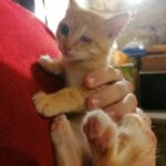Nala adoptée en avril 2025