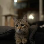 Napo adopté en novembre 2025