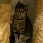 Nox adoptée en mars 2026