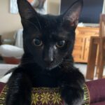 Onyx adopté en octobre 2024