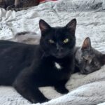 Onyx et Gaia adoptés en fevrier 2023