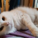 Orchidée adoptée en février 2026