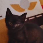 Pablo adopté en août 2025