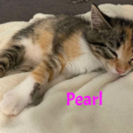 Pearl adoptée en octobre 2024