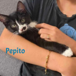 Pepito adopté en octobre 2024