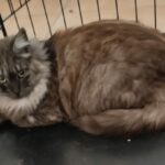 Perle adoptée en juin 2024