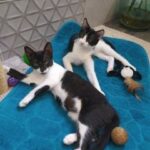 Picsou et Pixie adoptés en septembre 2023