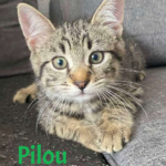 Pilou adopté en octobre 2024