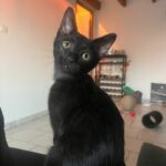 Pochi adoptée en août 2025