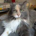 Princesse adoptée en mars 2026