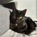 Salem adopté en avril 2025
