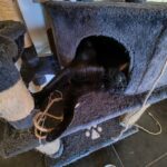 Shadow adoptée en octobre 2025