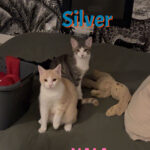 Silver et Nala adoptés en septembre 2023