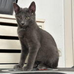 Skofield adopté en octobre 2024
