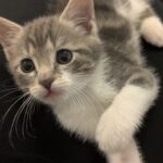 Sora adoptée en octobre 2024
