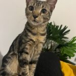 Taki adopté en juin 2023