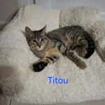 Titou adopté en novembre 2024