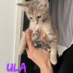 Ula adoptée en avril 2023