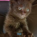 Ural adopté en juin 2023