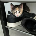Venus adoptée en juillet 2024