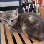 Venus adoptée en mai 2025