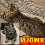 Vladimir. adopté en mars 2023