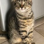 Wally adopté en décembre 2024