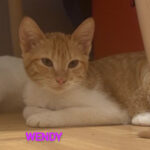 Wendy adoptée en septembre 2024