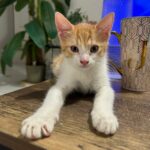 Willow adopté en septembre 2024