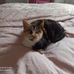 Xena adoptée en janvier 2025