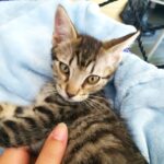 Xena adoptée en juillet 2023