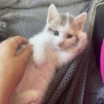 Yuma adoptée en juillet 2024