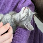 Ziggy adoptée en octobre 2024